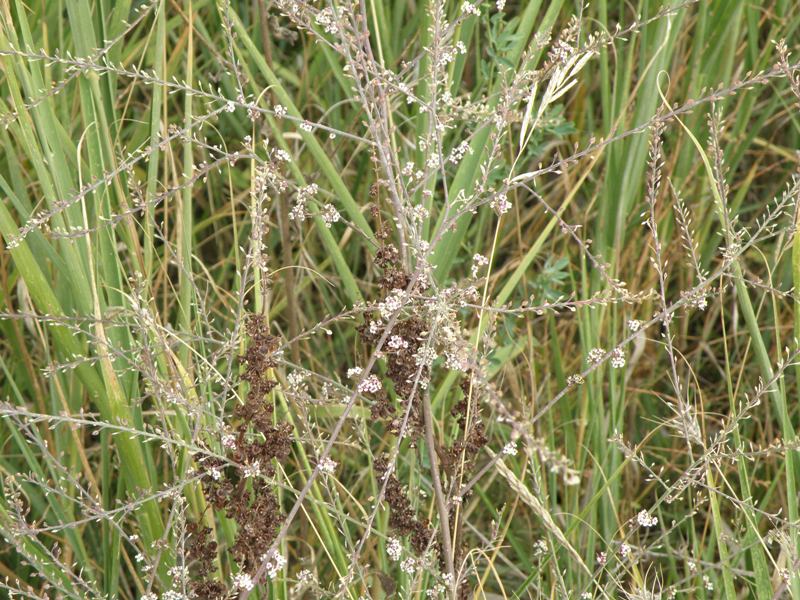 Lepidium graminifolium